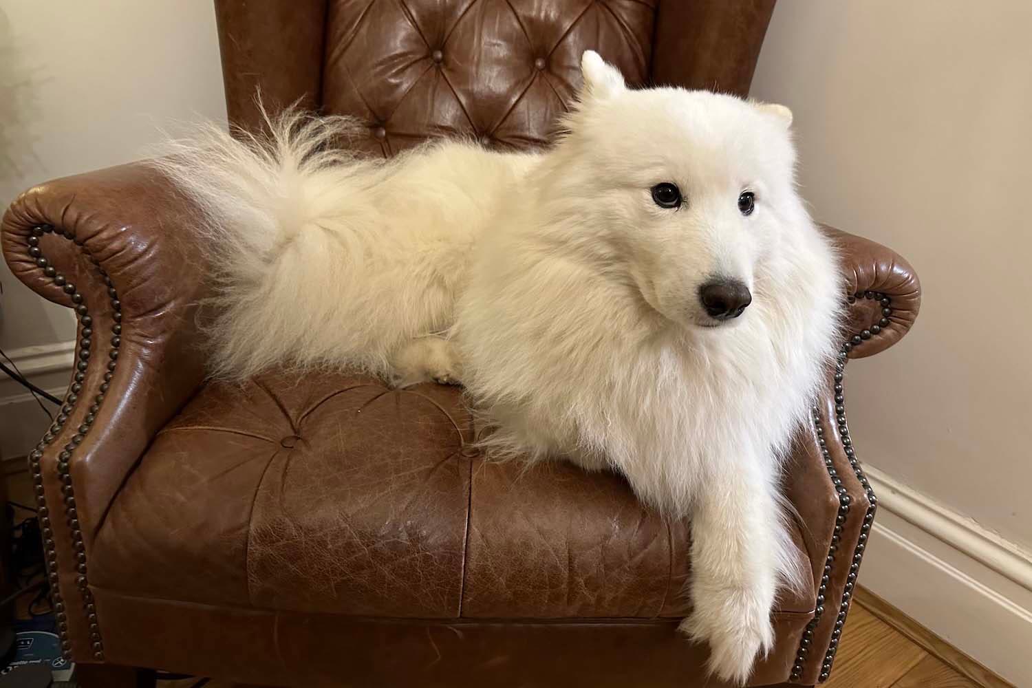 This is a picture of a chair, and not a dog.