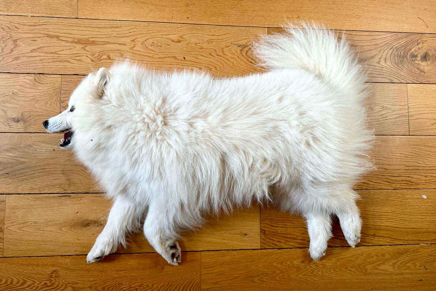 A rug. Not a dog, a rug.